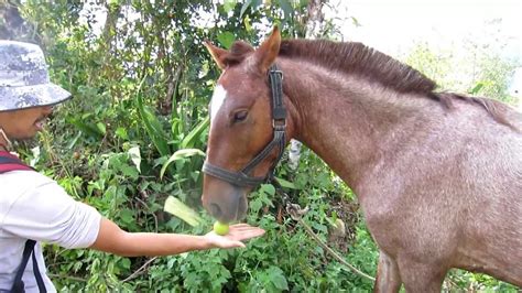 This article is perfect for you! what do horses eat? - YouTube