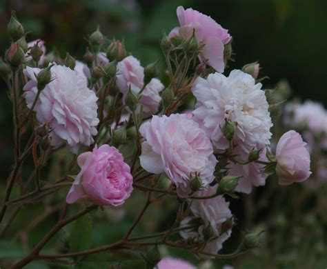 Maybe you would like to learn more about one of these? 'Laure Davoust' » Rose Antiche » Azienda Agricola Maurizio ...