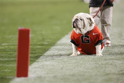 Five Reasons Auburn Football Can Beat Georgia Bvm Sports
