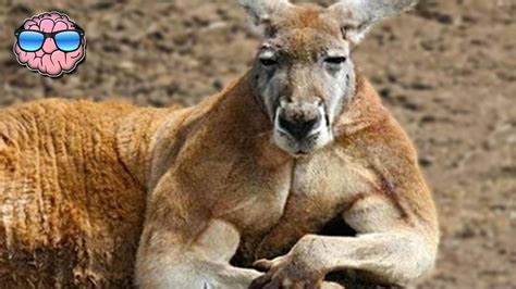 Most Popular 33 Animals From Australia