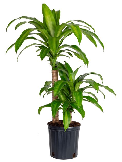 Costa Farms Plants With Benefits Live Indoor Green Mass Cane Plant In