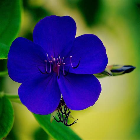 Purple is the color of royalty, and if you're searching for the most stylish purple flower names for a garden, these 68 types of purple flowers will end your quest. A queen with five Petals | Unusual flowers, Blue and ...