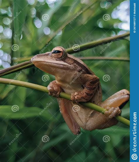 A Frog Relaxing Stock Image Image Of Reptile Green 261689127