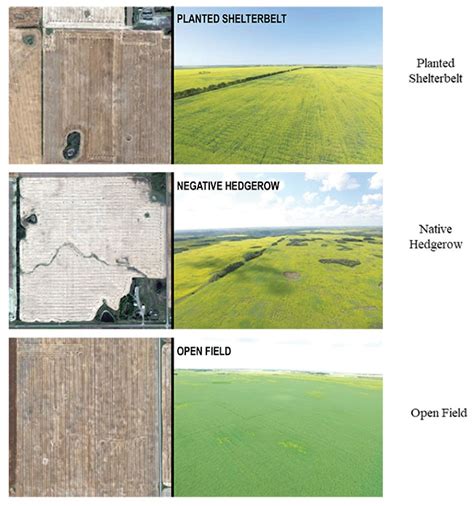 Field Boundary Habitats The Ecological Diamonds In The Rough Top
