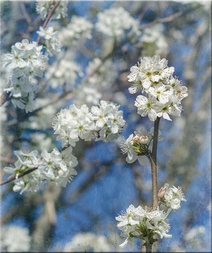 Mid Winter Flowering Tree Spring Like Temperatures Have Sp Flickr