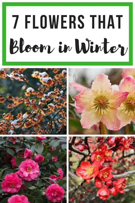 Looking To Add Some Color To Your Drab Winter Garden These 7 Colorful