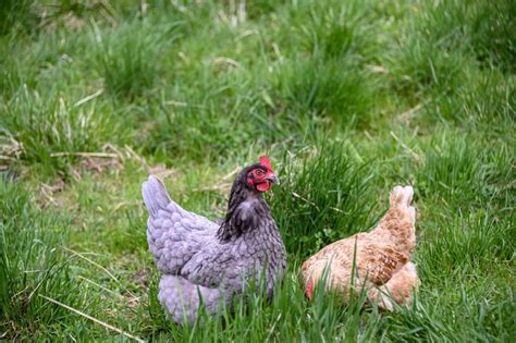 Sour Crop in Chickens: How to Identify and Deal With it