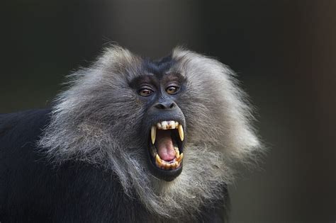 Lion Tailed Macaque Macaca Silenus Bild Kaufen 71009968 Lookphotos