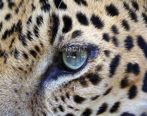 Close Up Leopard Eye Stock Foto Colourbox