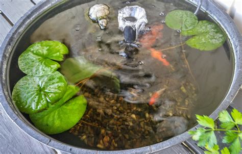 How To Create A Container Water Garden For Small Spaces Dengarden