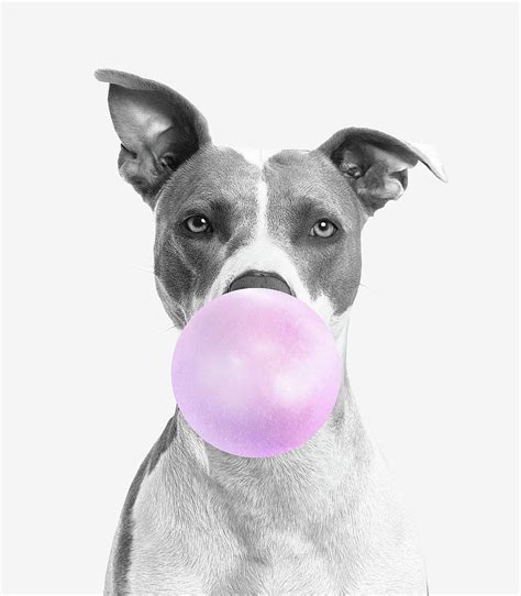 Dog Blowing Bubbles Bubble Gum Dog Photograph By Mick Flodin Pixels