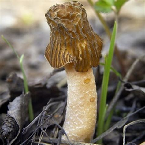 Maybe you would like to learn more about one of these? Poisonous Mushrooms In Washington - Small House Interior ...