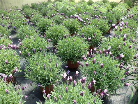Vendita piante mediterranee da rinvaso per casa e giardino. Lavanda, varietà di colori per aiuole, giardini e bordure