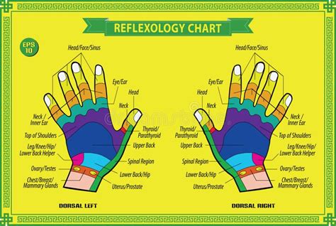 Hand Reflexology Chart Description Stock Vector Illustration Of Acupressure Aesthetic 42172160
