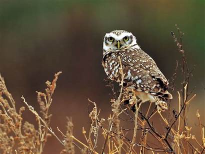 Owl Wallpapers Owls Cool 1080p Desktop Backgrounds