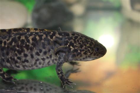 Andersoni Axolotl Or A Hybrid Caudata Org Newts And Salamanders Portal