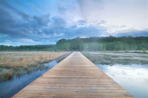 Wooden Road Through Swamp With Cotton Grass Stock Photo Image Of