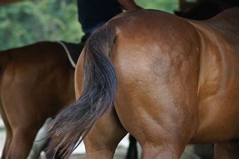 Horse Butt Paul J Everett Flickr