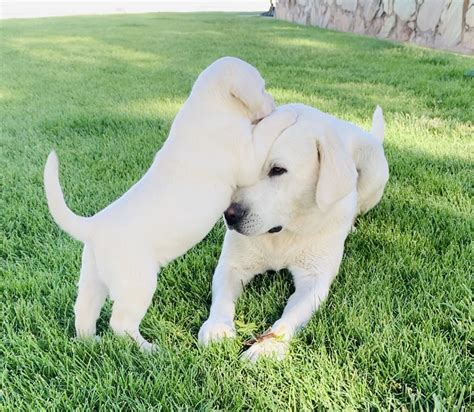 Coal Creek Labrador Retrievers White Lab Dog Breeder