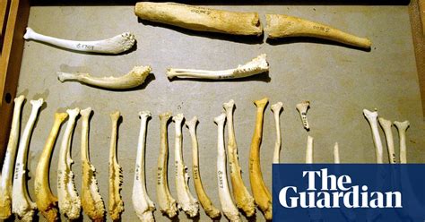 Why Dont Humans Have A Penis Bone Scientists May Now Know Science The Guardian