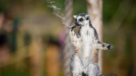 Funny Animal Lemur With Cigarette Blur Background Hd Funny Animal