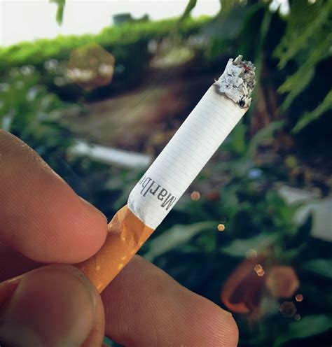 Cigarro Cigarrillo Fumar Foto Gratis En Pixabay Pixabay