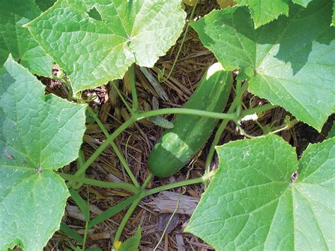 Growing Cucumbers Canadas Local Gardener Magazine