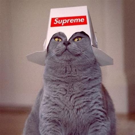 Supreme Cat Youtube