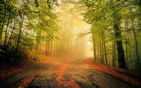 Nature Landscape Mist Road Leaves Forest Morning Trees Calm