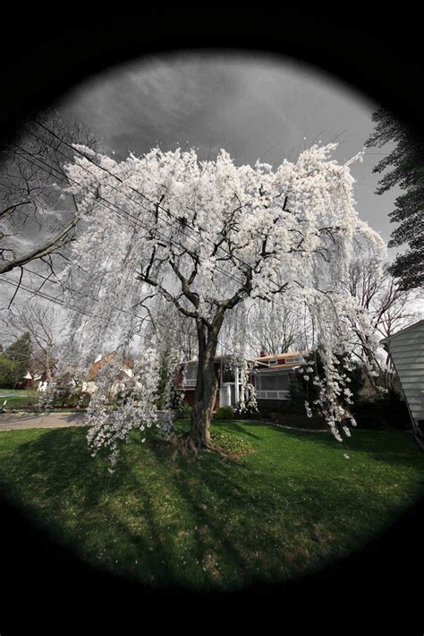 Flowering trees, in particular, have high aesthetic value. , flowering weeping willow tree