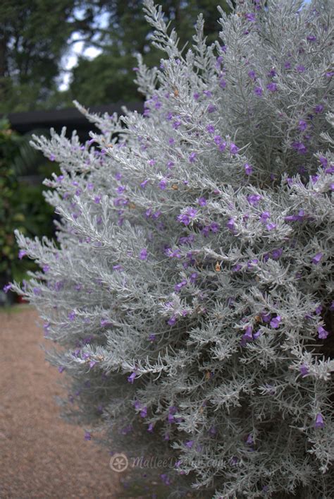 This article was originally published in 1997. Silky Emu Bush: Eremophila nivea Grafted - Mallee Design