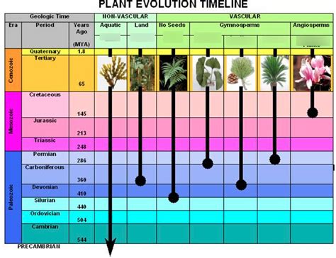 1 Plant Evolution Timeline Diagram Quizlet