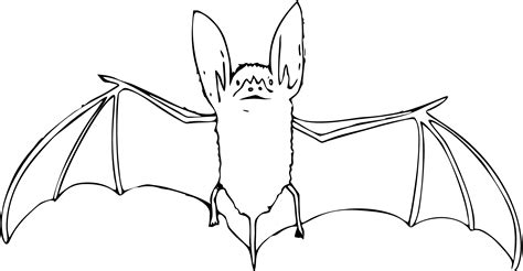 Clipart Bat Bat Drawing Clipart Bat Bat Drawing Transparent Free For