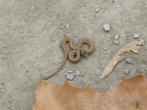 Baby Garter Snake Flickr Photo Sharing