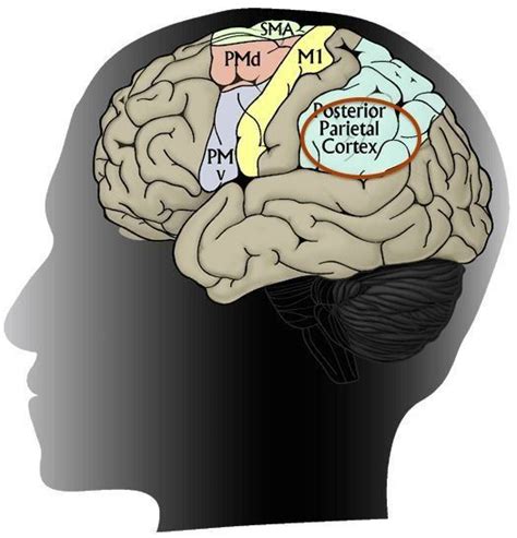 Which Area Of The Brain Is It Referred To When Someone