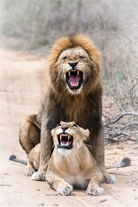 Lion Lovin Not All Ways The Most Sensual Of Acts Lions Mating Can