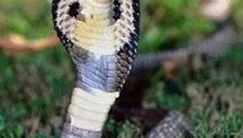 They are home boys and home girls. Why Does a Cobra Have a Hood? | Sciencing