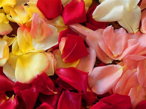 Rose Petals Free Stock Photo Public Domain Pictures