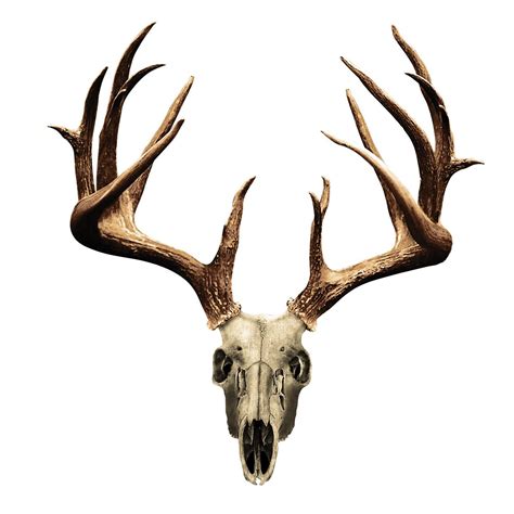 The middle part will be larger (for the knees) and the bottom part should be bigger, to create the hoof. Drawings Of Deer Skulls | Free download on ClipArtMag
