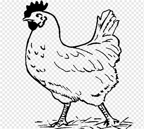 Gambar Ayam Hitam Putih Png Rooster Logo Vector Template Design