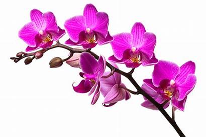 Orchid Clipart Purple Orchids Flower Flowers Background
