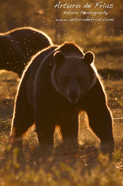 B Arturo De Frias Wildlife Photography B Golden Halo Bear Ii