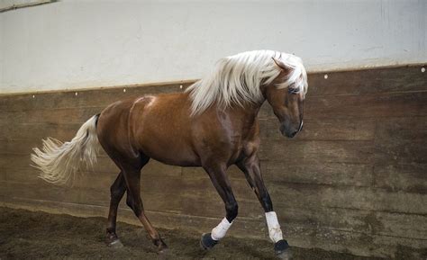 There's a 25% chance of a base colored foal. Lusitano Horse Finder | Buckskin horses for sale, Beautiful horses, Horses
