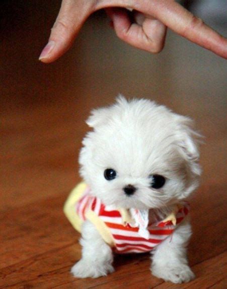 Perros French Poodle Mini Toy En Adopcion Tutorial Pics
