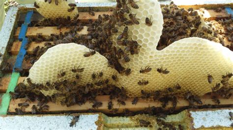 What Is Beeswax Blog