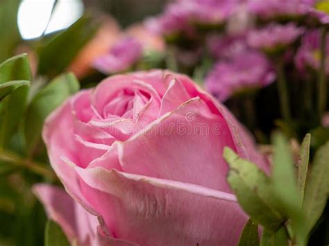 Beautiful Pink Rose In Bloom Stock Image Image Of Romantic Bouquet