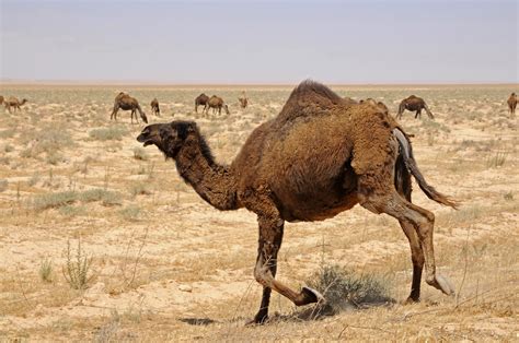 Camels Palmyra Pictures Geography Im Austria Forum