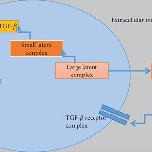 The sequential steps in the synthesis and secretion of active TGF β
