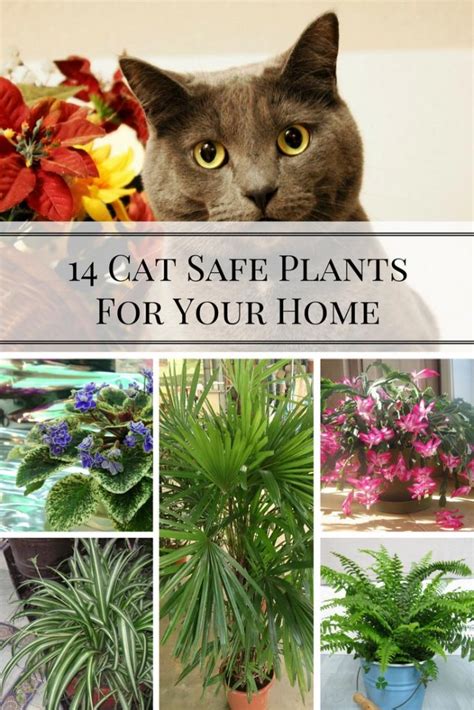 14 Cat Safe Plants For Your Home Home And Gardening Ideas