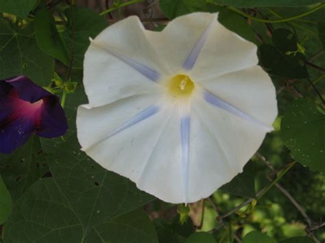 Several varieties of moonflower also give off a lemon fragrance when its flowers are open. Moon flower | Flowers, Moon flower, Plants